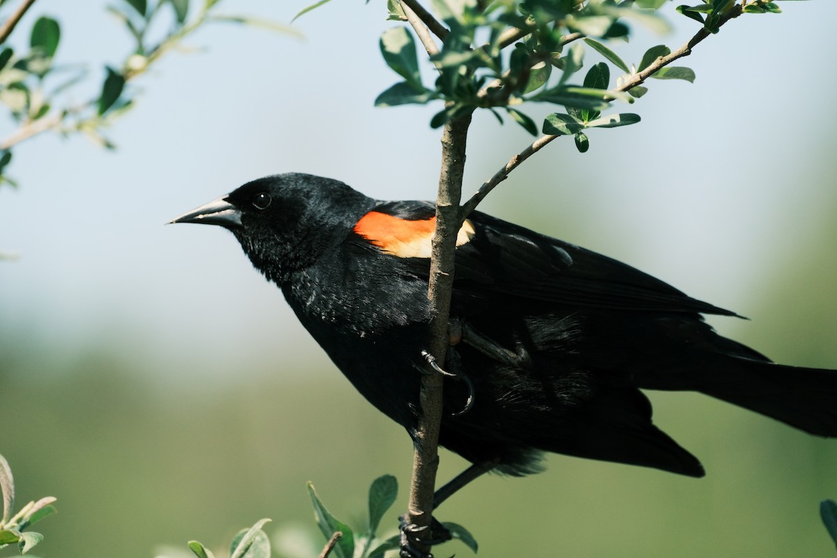 Red-winged Blackbird - Ashpreet Thind