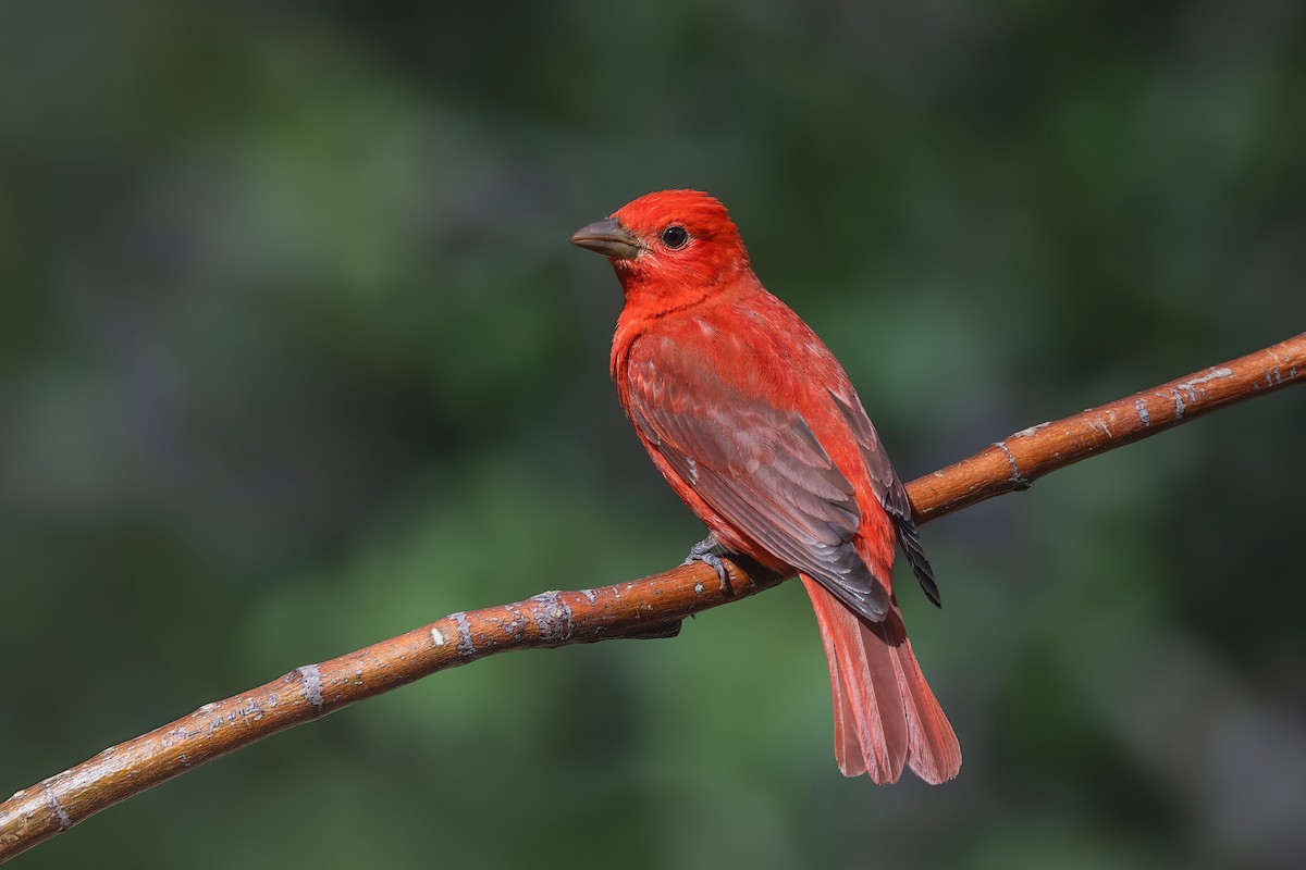 Summer Tanager - ML619156879