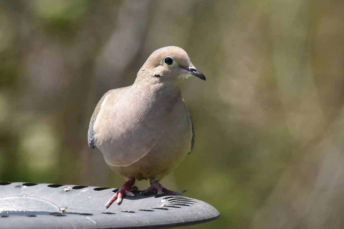 Mourning Dove - Benoit Goyette