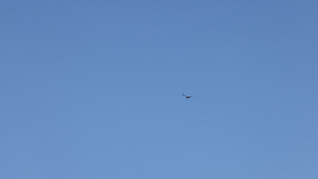 ムナグロ - ML619156914