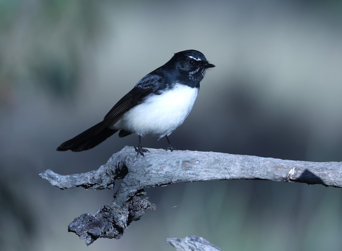Willie-wagtail - Catarina Gregson