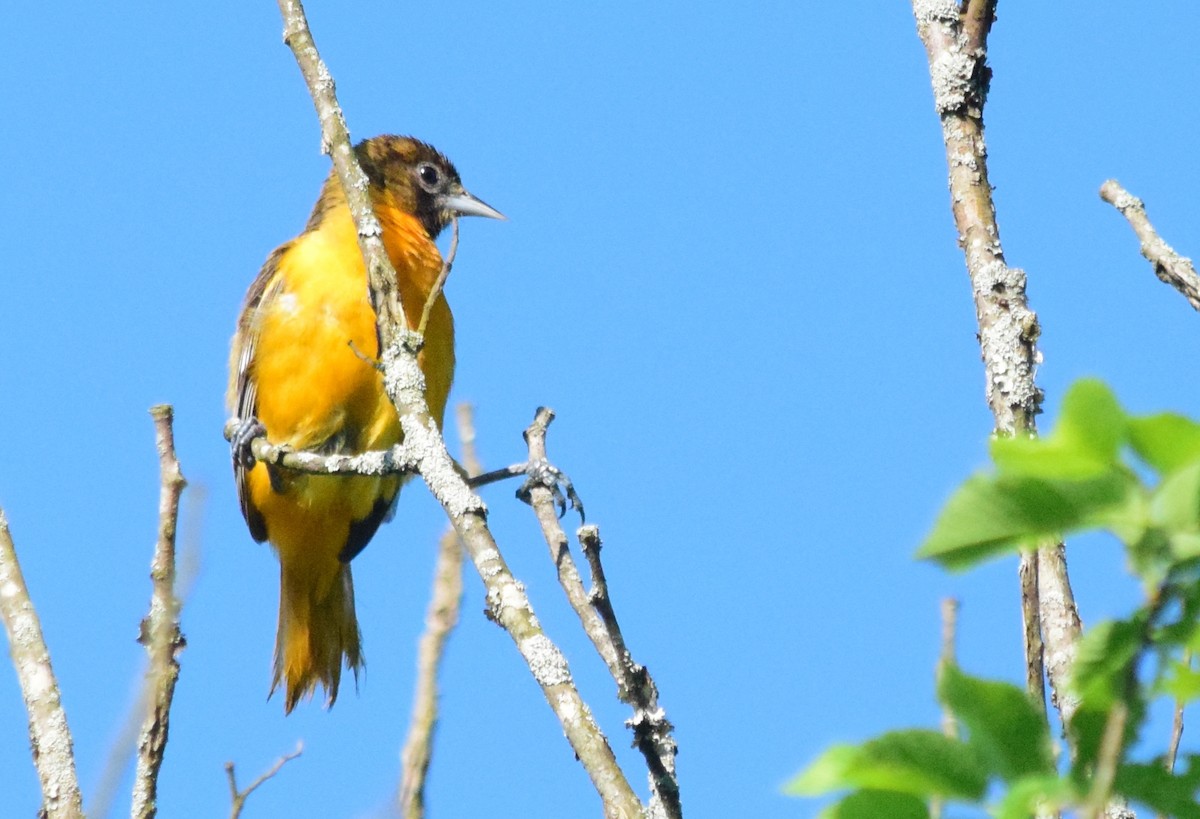 Baltimore Oriole - Adeline Louie