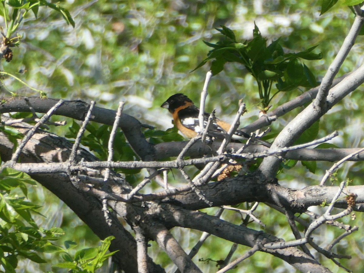 Black-headed Grosbeak - Charlie Saunders