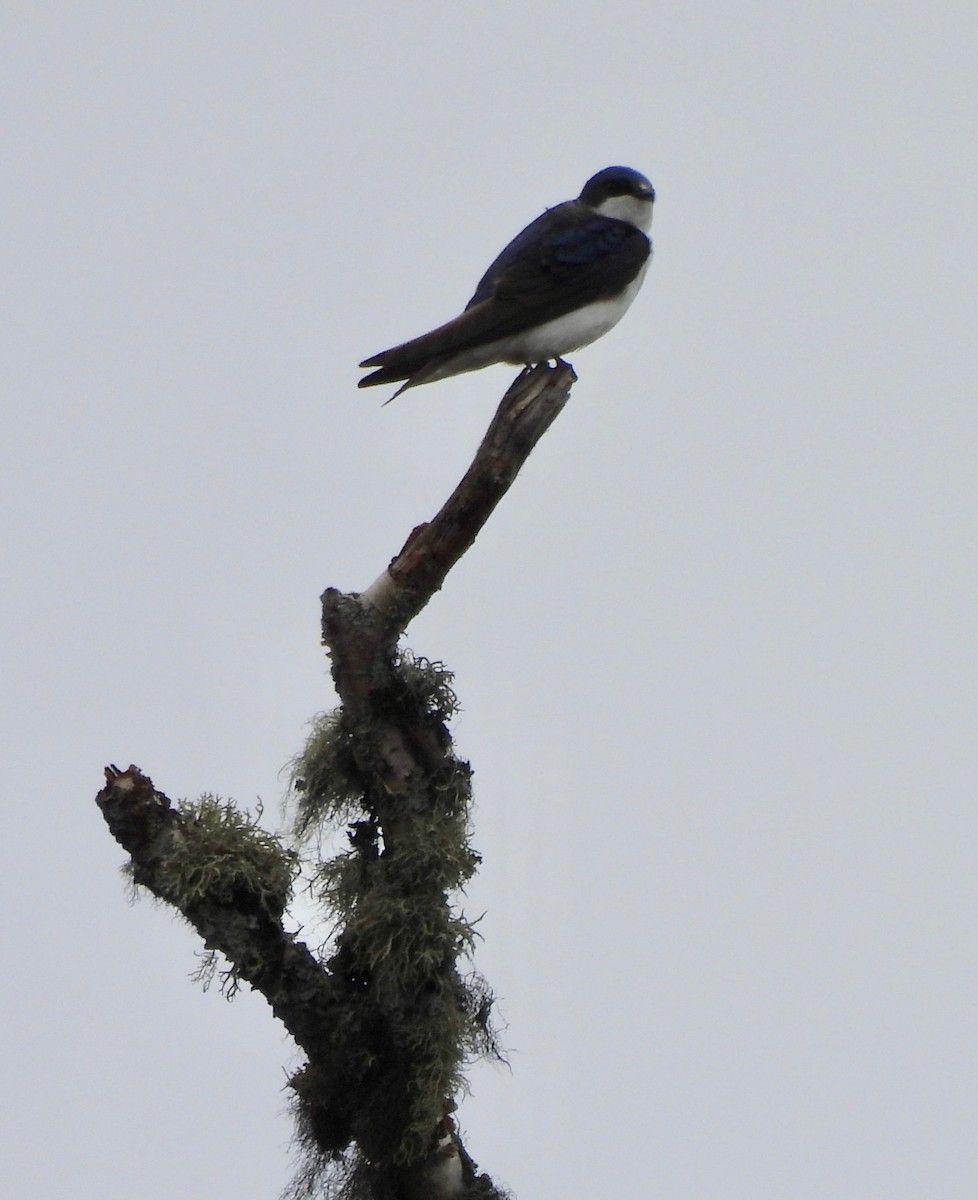 Tree Swallow - Pegg & Mark Campbell