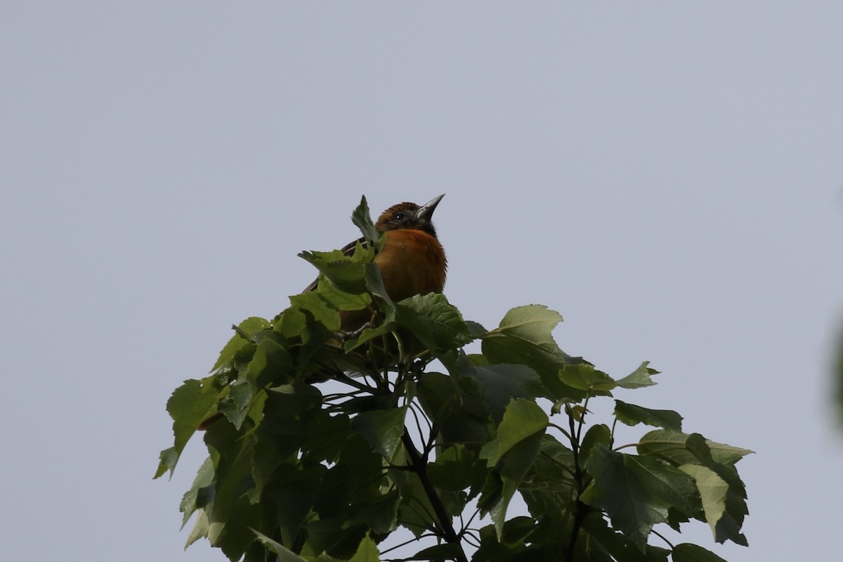 Baltimore Oriole - ML619156991