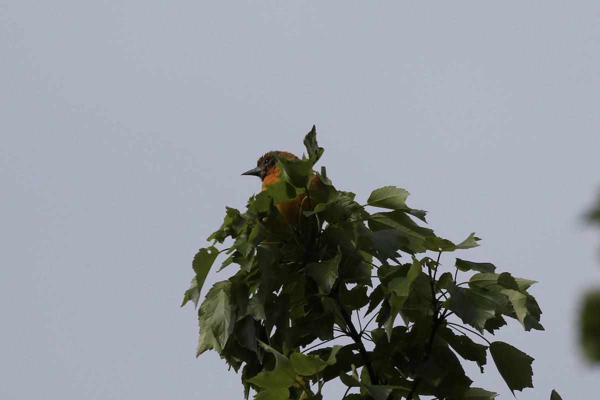 Baltimore Oriole - ML619156992