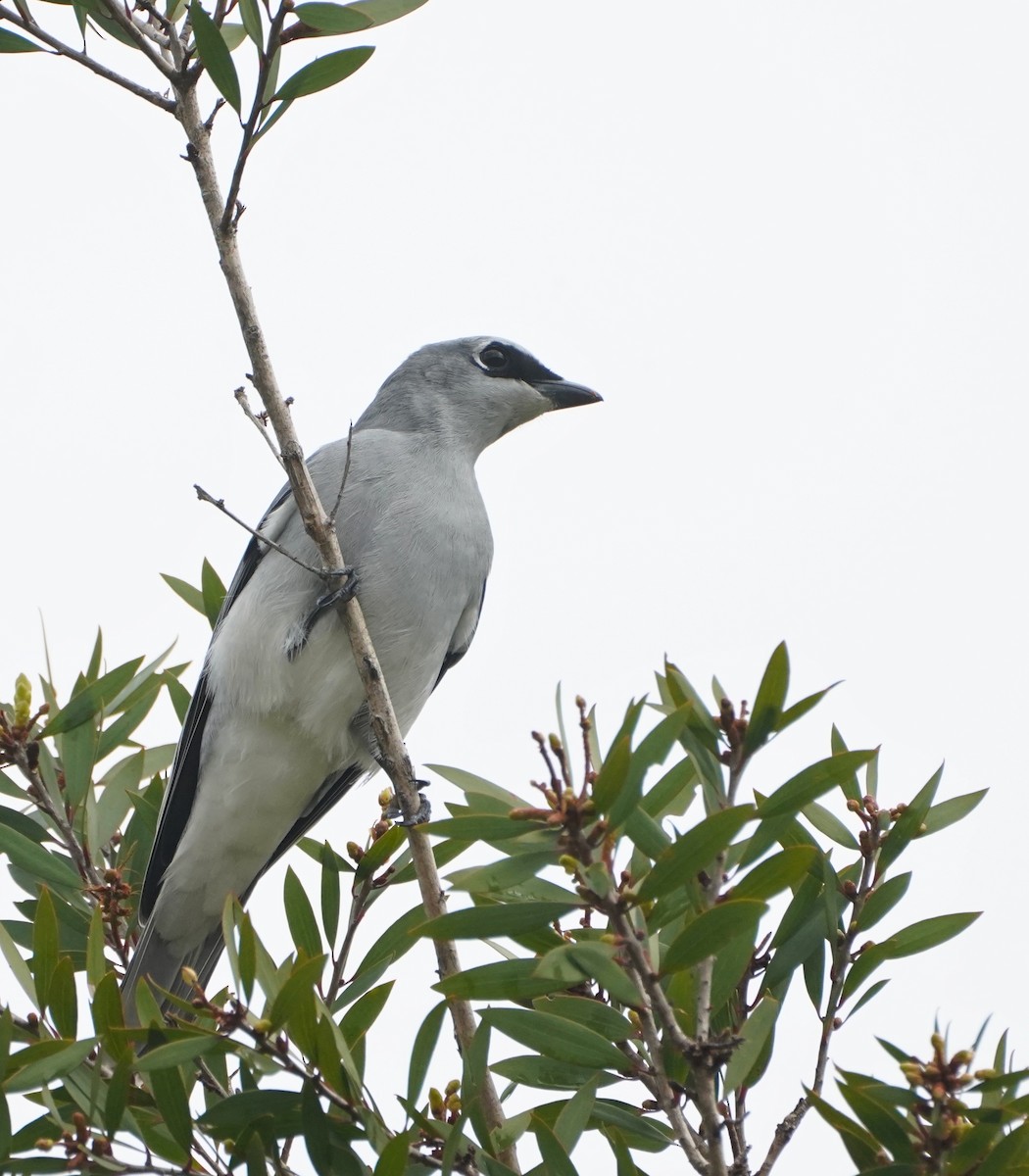 White-bellied Cuckooshrike - Ian Kerr