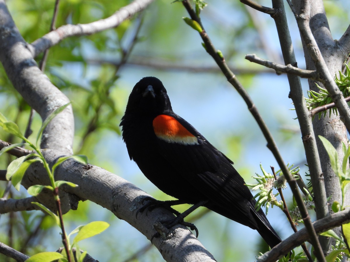 Red-winged Blackbird - Christine Bolduc