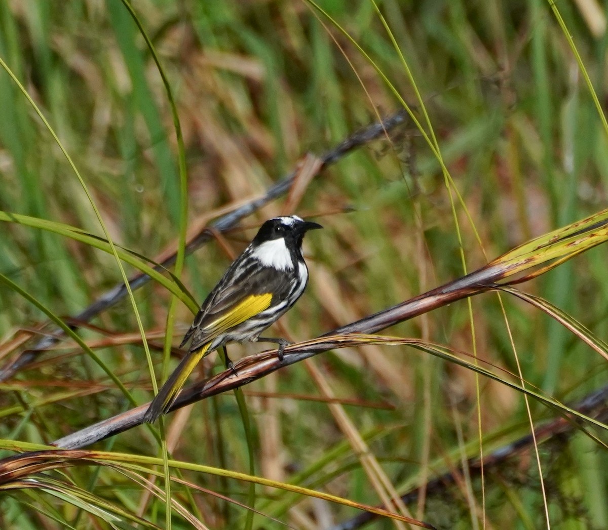 White-cheeked Honeyeater - Ian Kerr