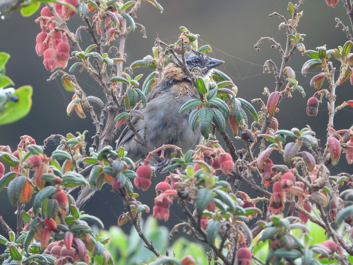 Rufous-collared Sparrow - Carlos Vasquez