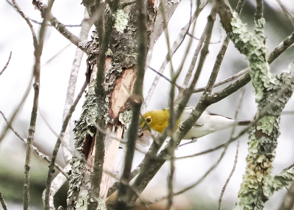 Yellow-throated Vireo - Susan Wrisley