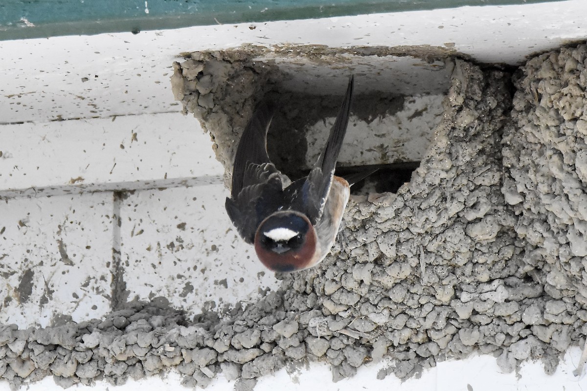 Cliff Swallow - ML619157037