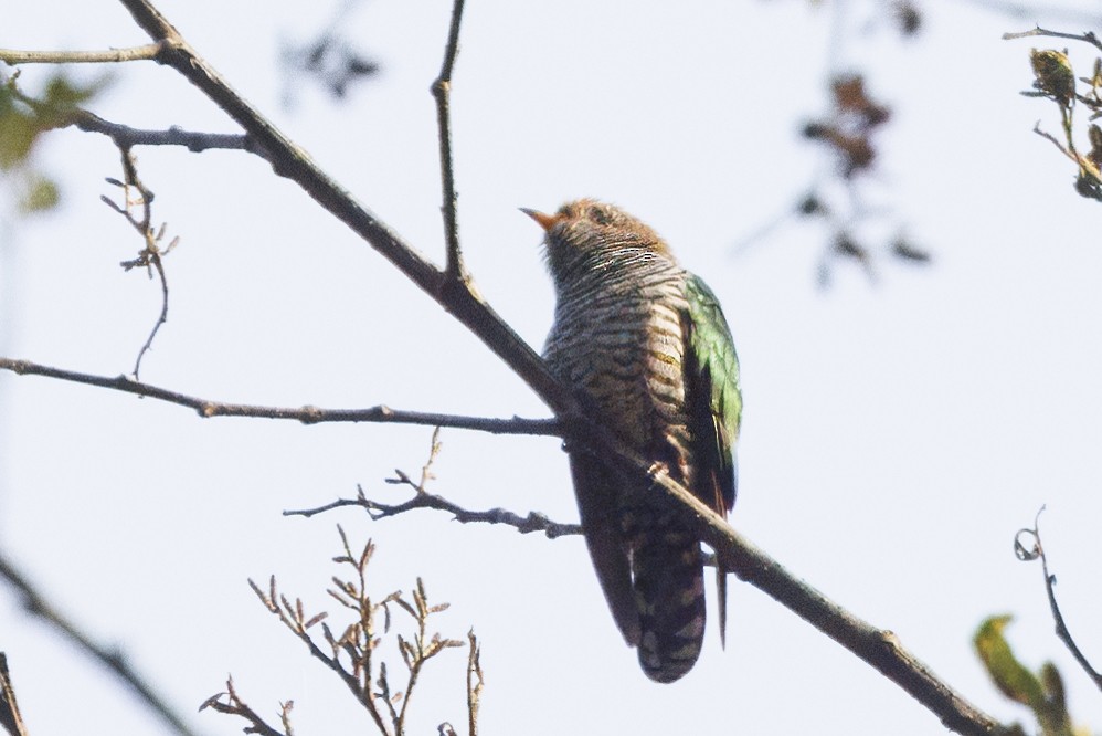 Asian Emerald Cuckoo - Robert Lewis