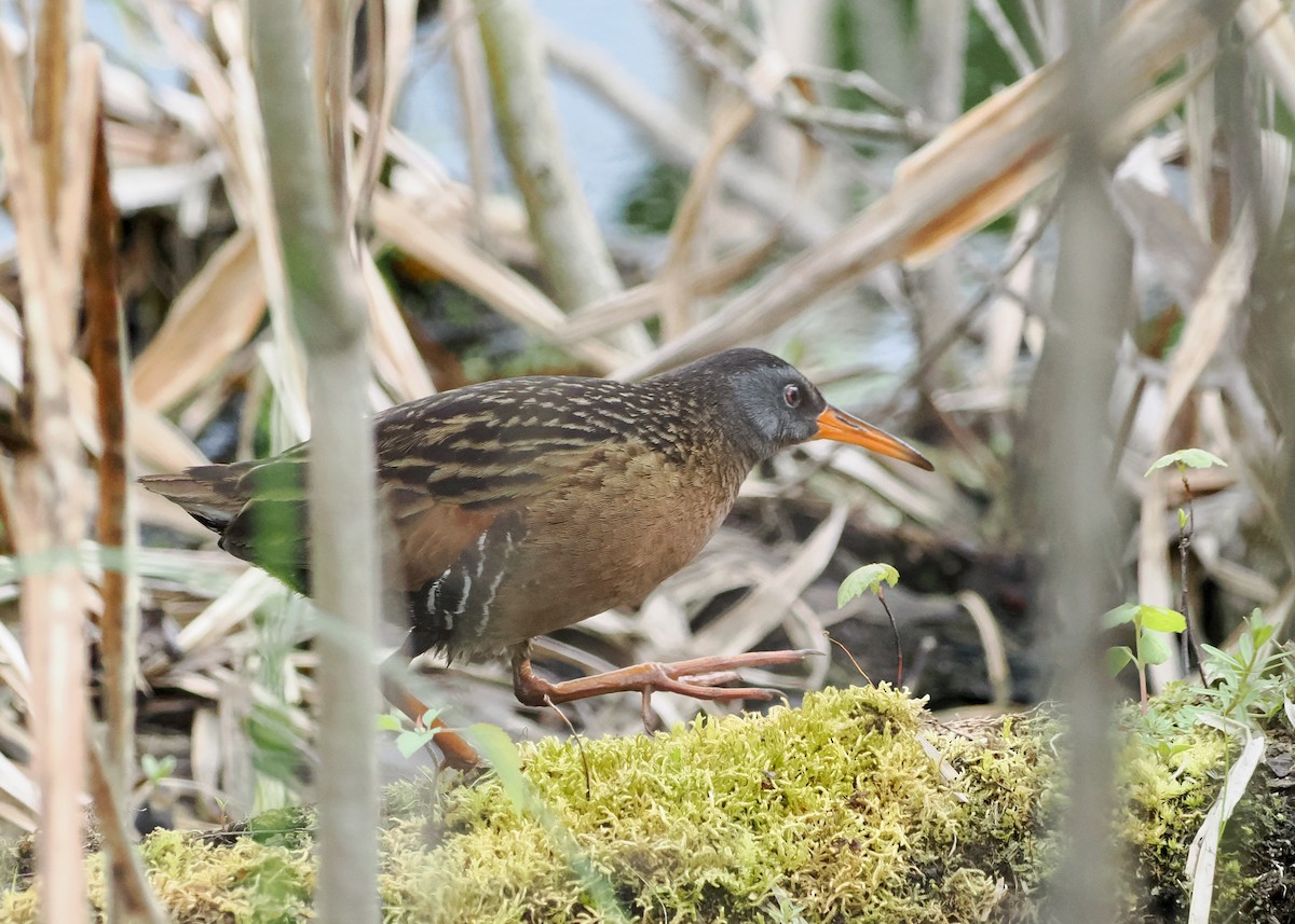 Virginia Rail - Susan Wrisley