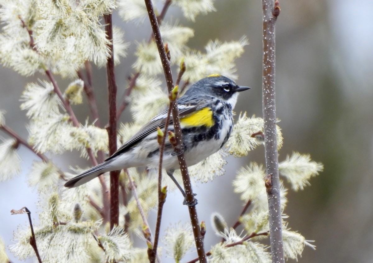 Yellow-rumped Warbler - Pegg & Mark Campbell