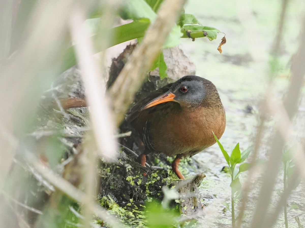 Virginia Rail - Susan Wrisley