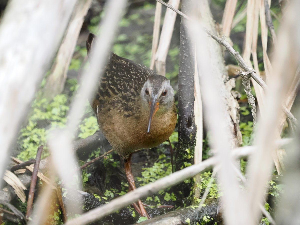 Virginia Rail - Susan Wrisley