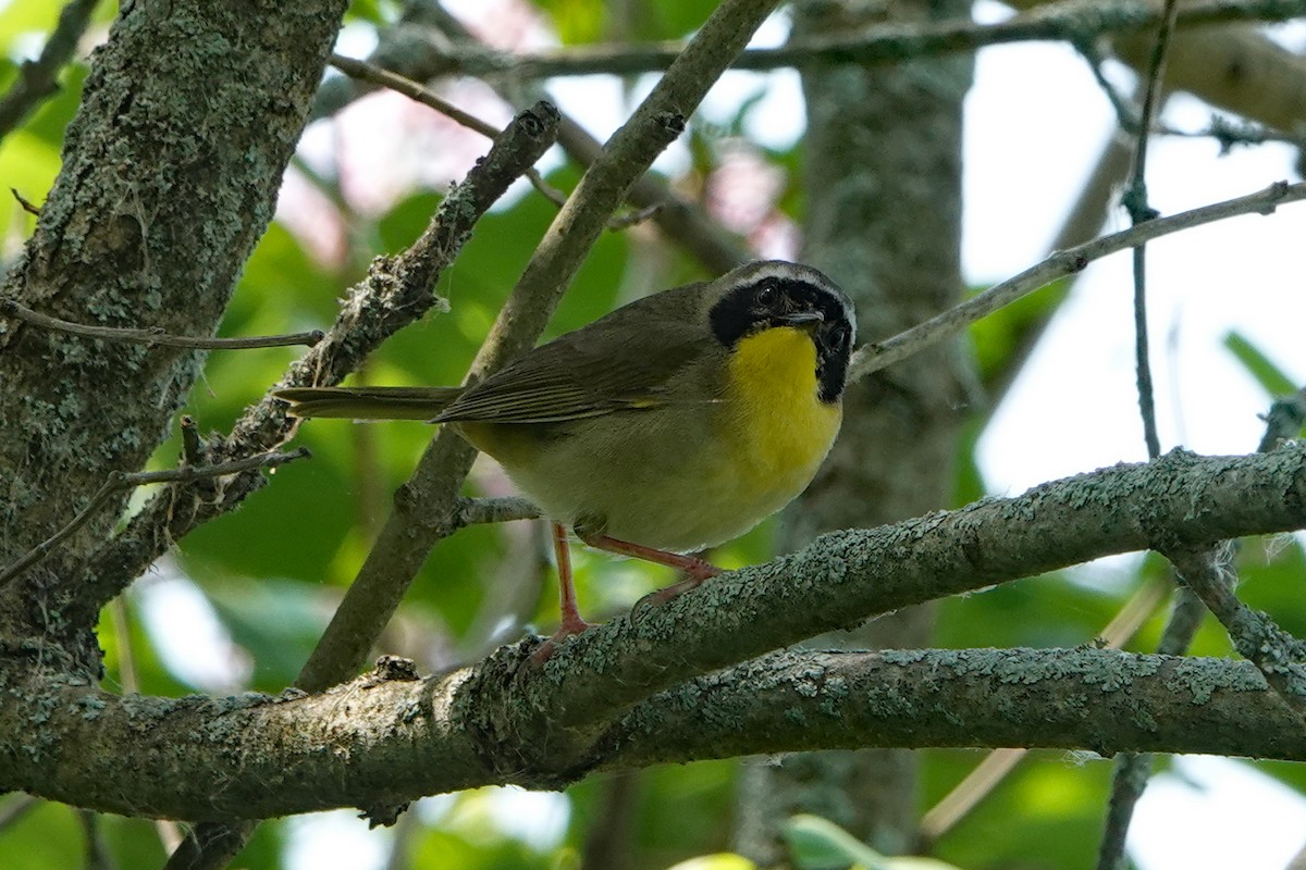 Common Yellowthroat - mc coburn