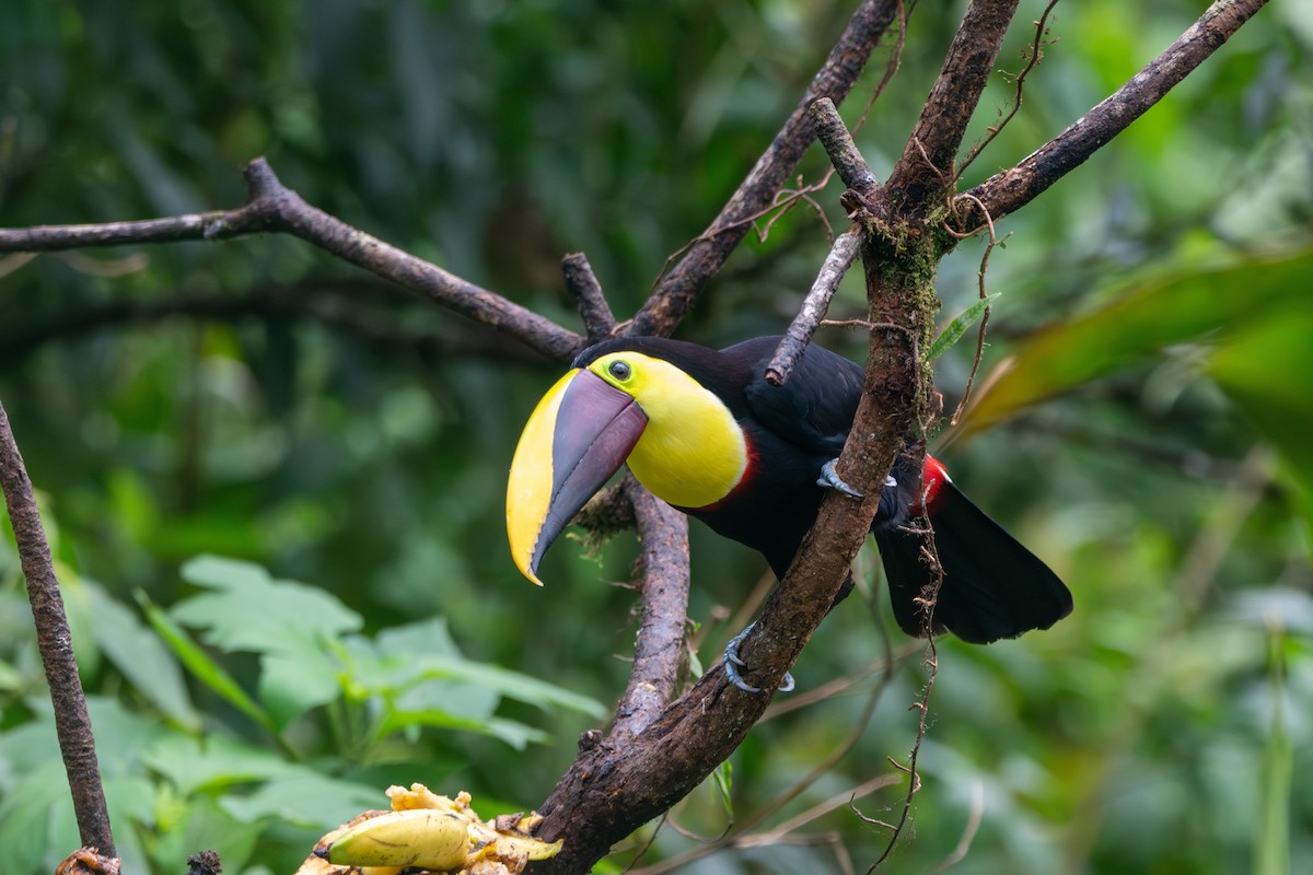 Yellow-throated Toucan - ML619157091