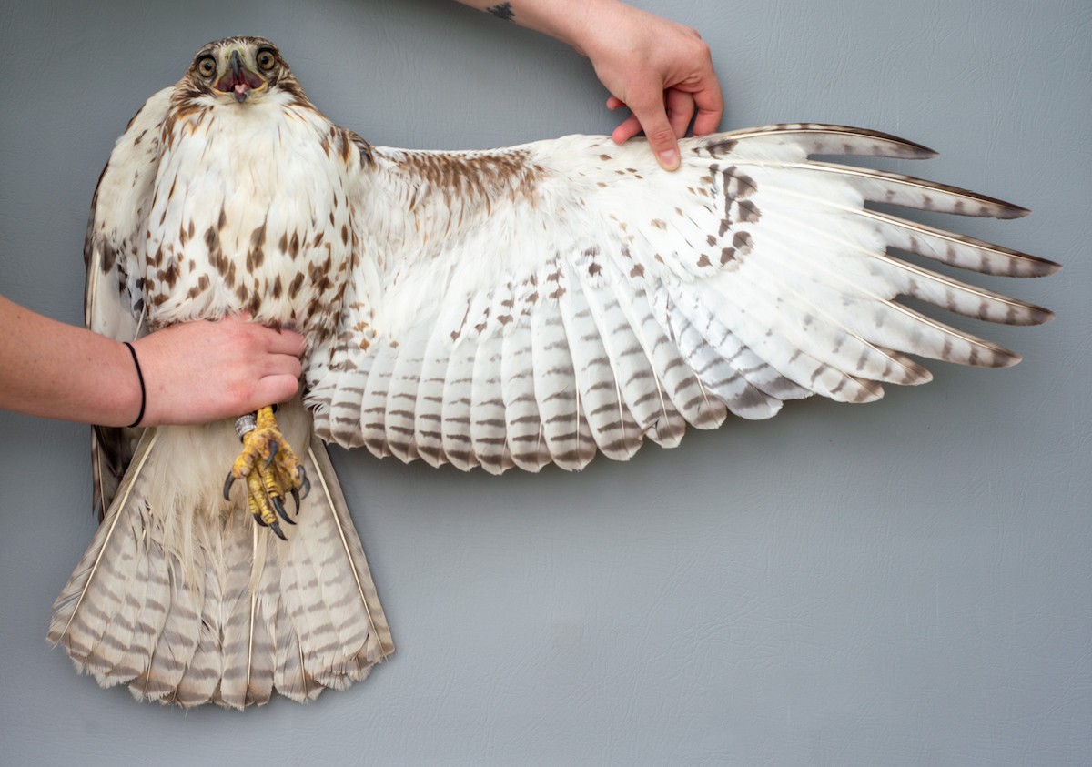 Red-tailed Hawk - Nick Alioto