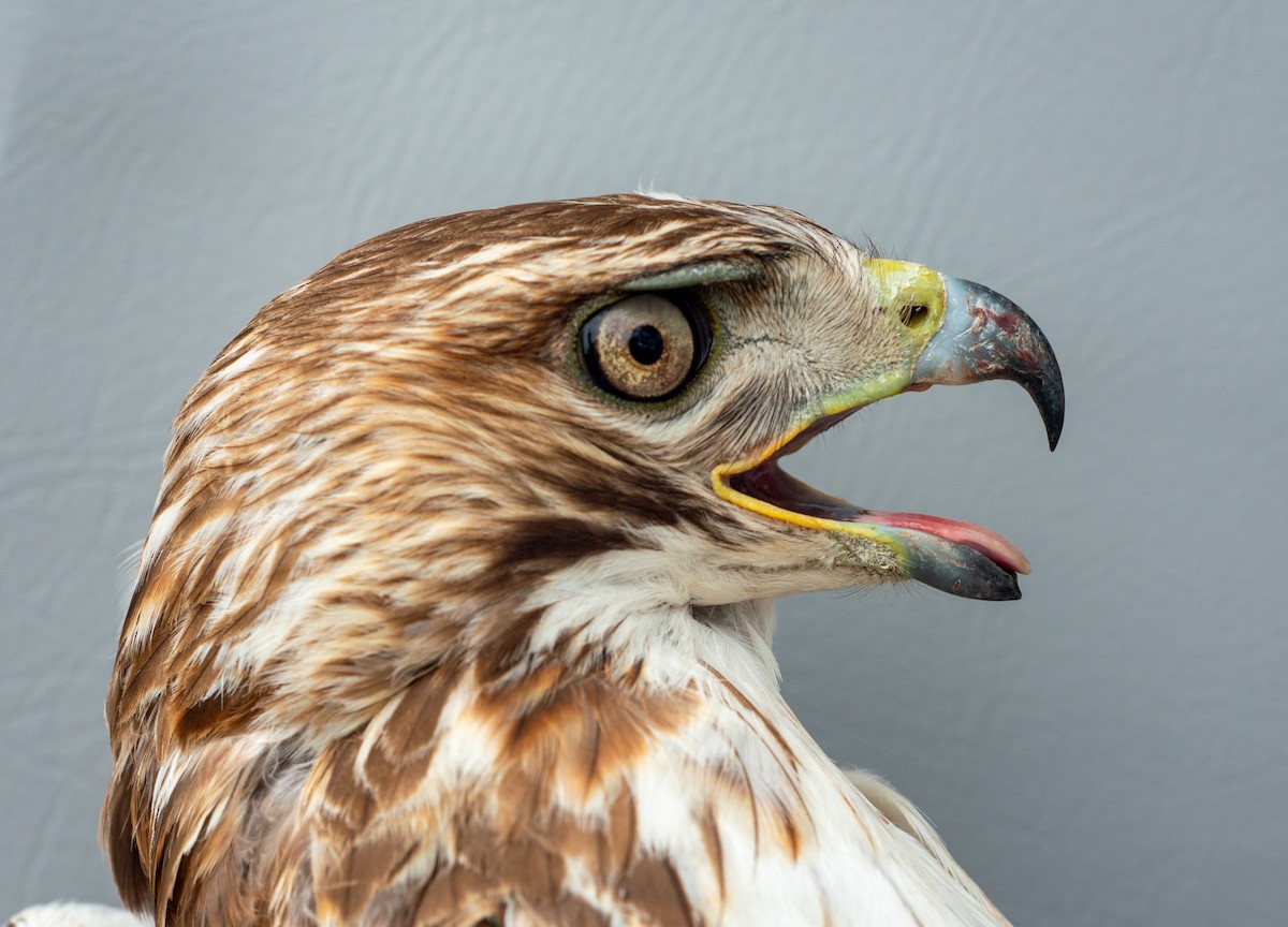 Red-tailed Hawk - Nick Alioto