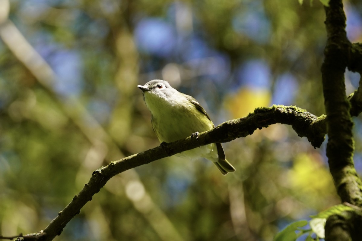 Mavi Başlı Vireo - ML619157118