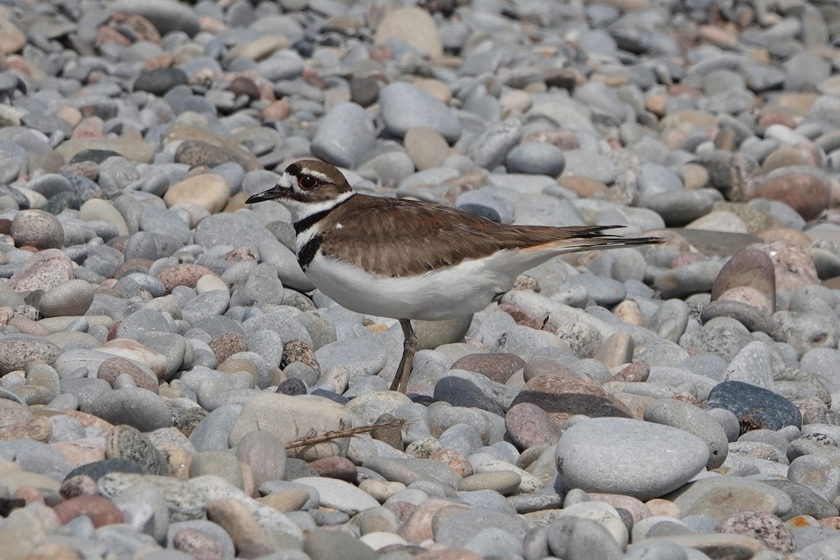 Killdeer - mc coburn