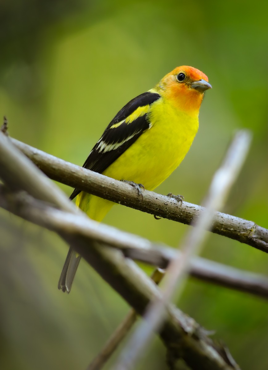 Western Tanager - Andrew Thomas 🦅🪶