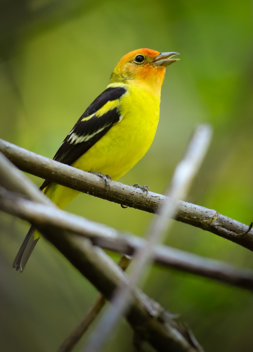 Western Tanager - Andrew Thomas 🦅🪶