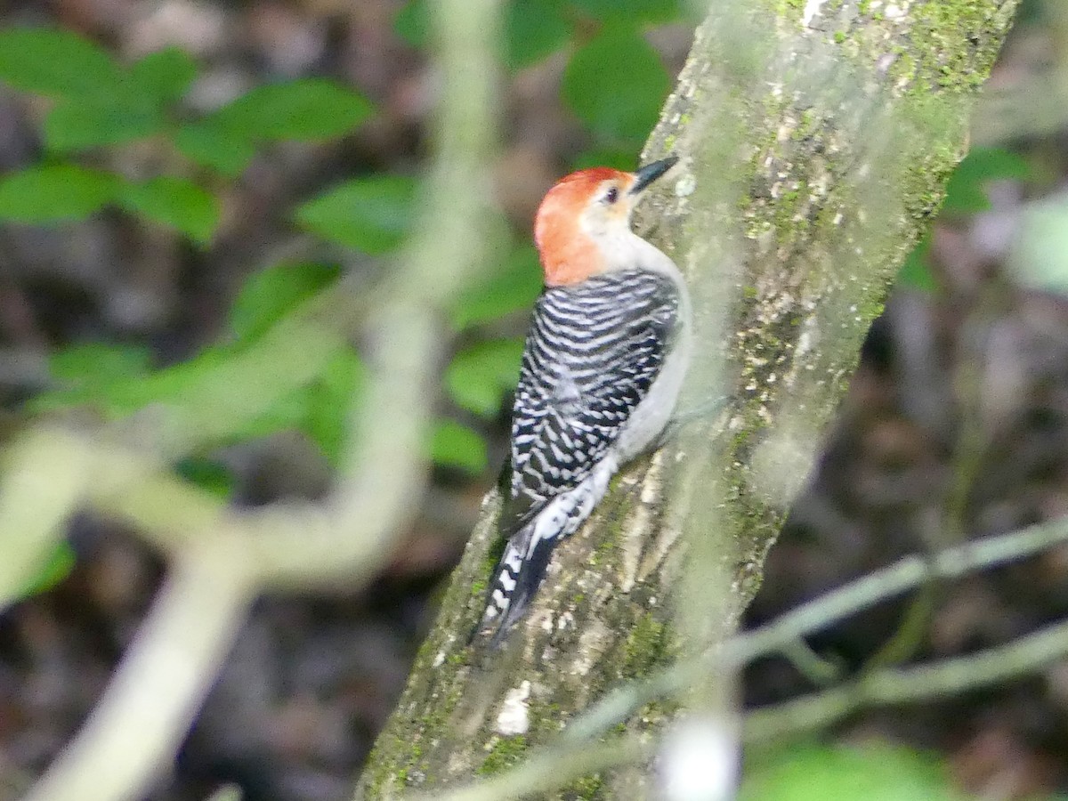 Red-bellied Woodpecker - Cindy Sherwood