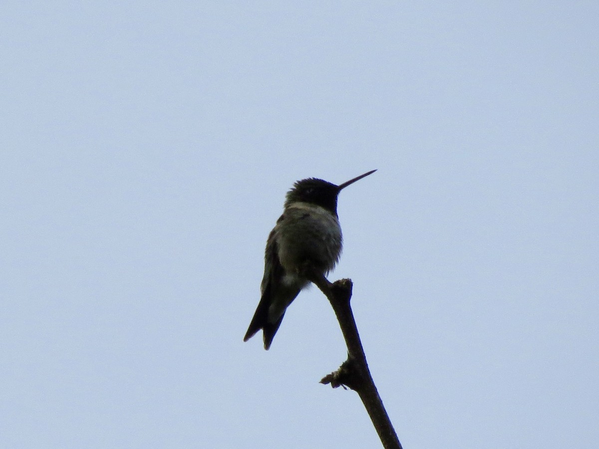 Ruby-throated Hummingbird - Norka Saldana