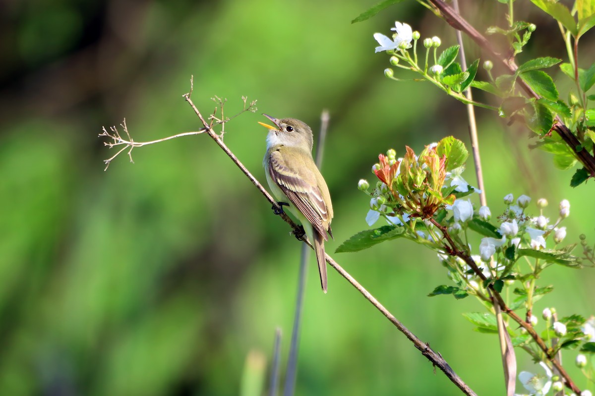 Willow Flycatcher - ML619157194