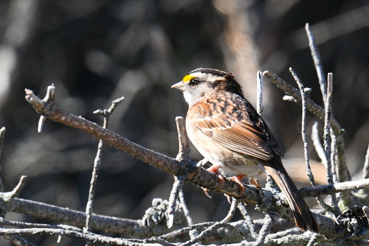 White-throated Sparrow - Nolan Williams