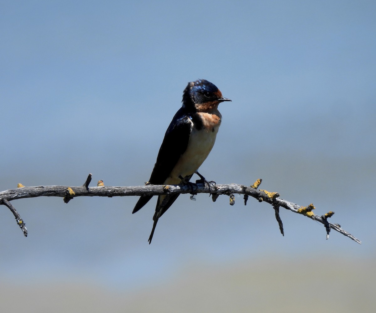 Barn Swallow (American) - Dallas Levey