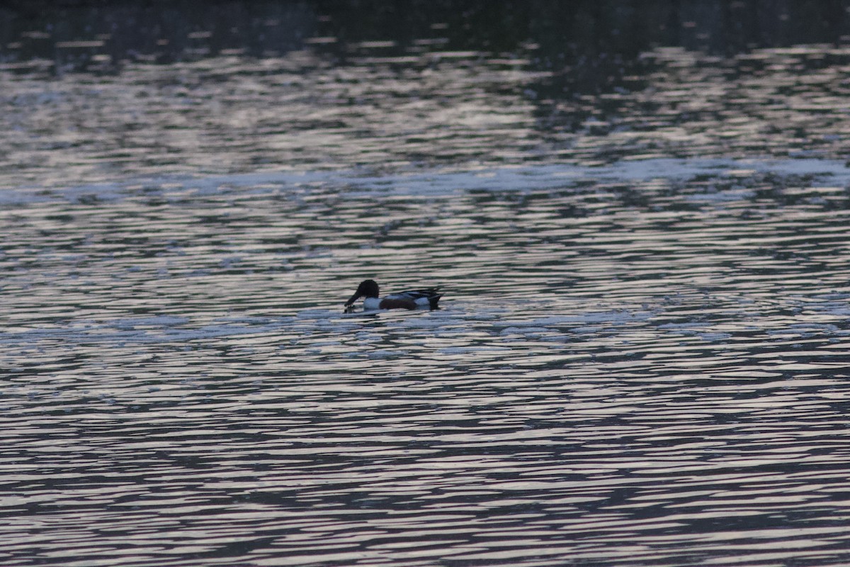 Northern Shoveler - François-Xavier Grandmont