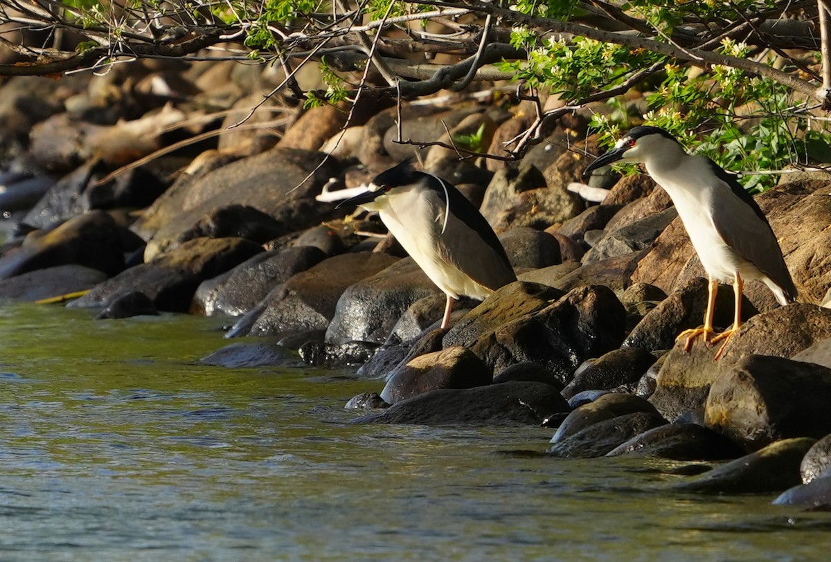 Black-crowned Night Heron - Nevine Jacob