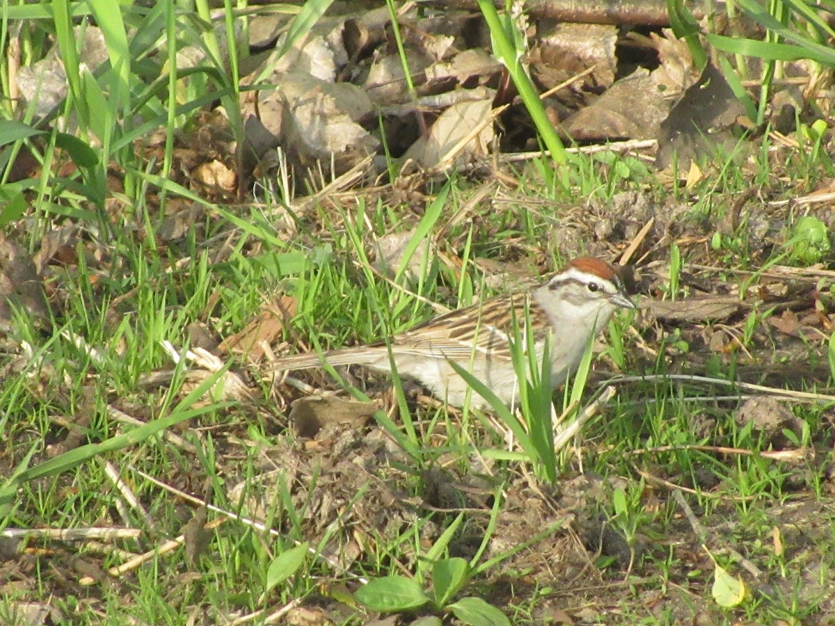 Chipping Sparrow - Christine Whittet
