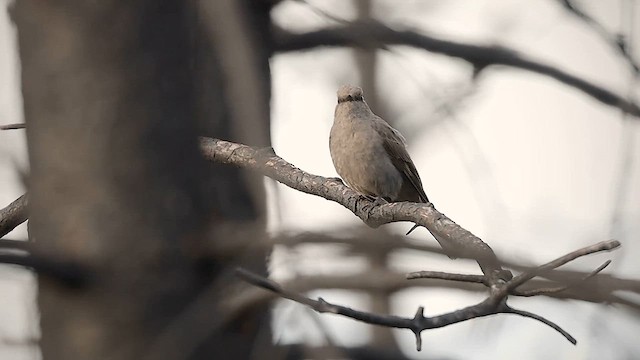 Солітаріо північний - ML619157266