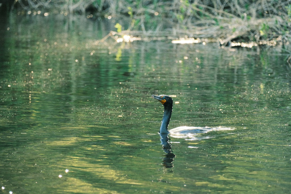 Double-crested Cormorant - Ashpreet Thind