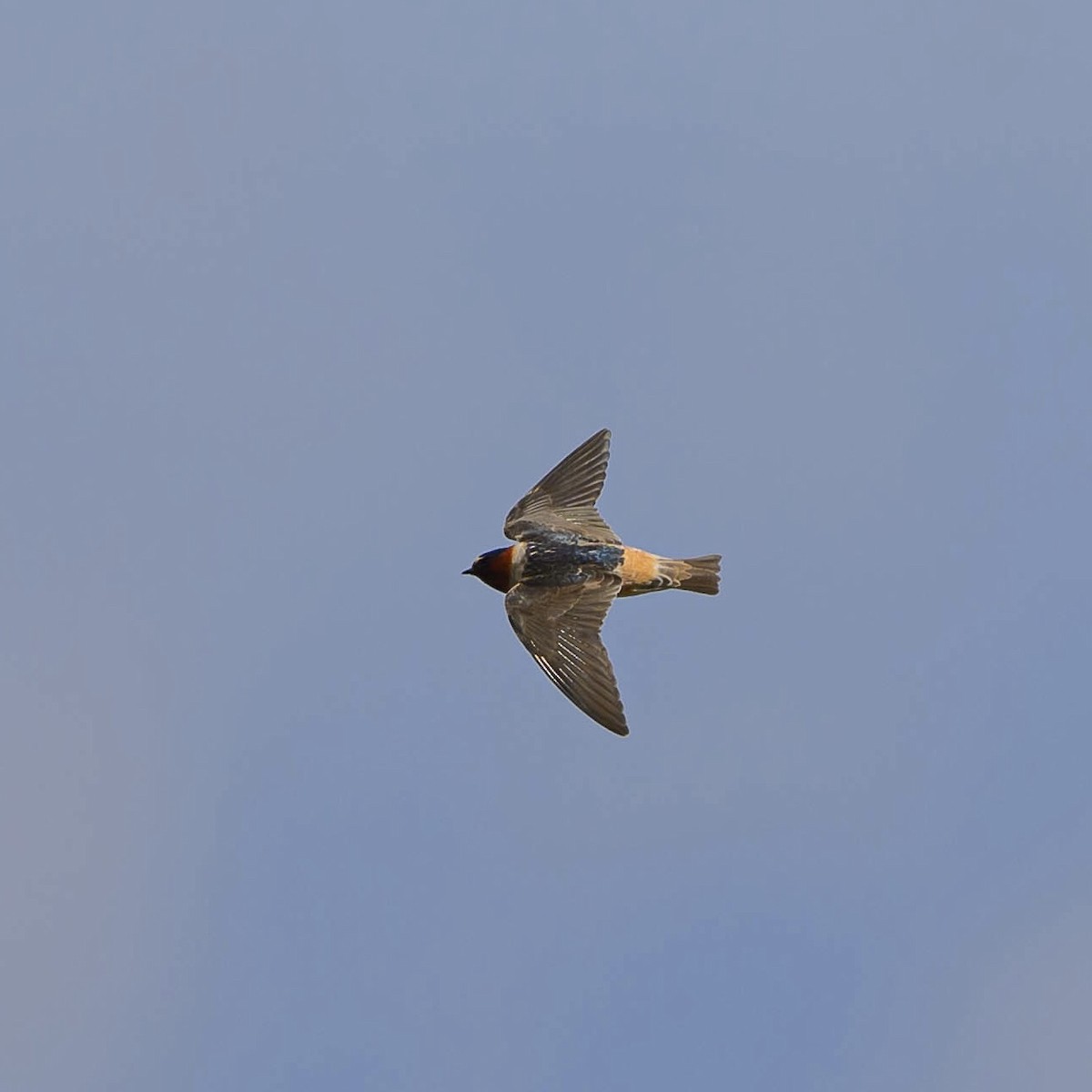 Cliff Swallow - ML619157288