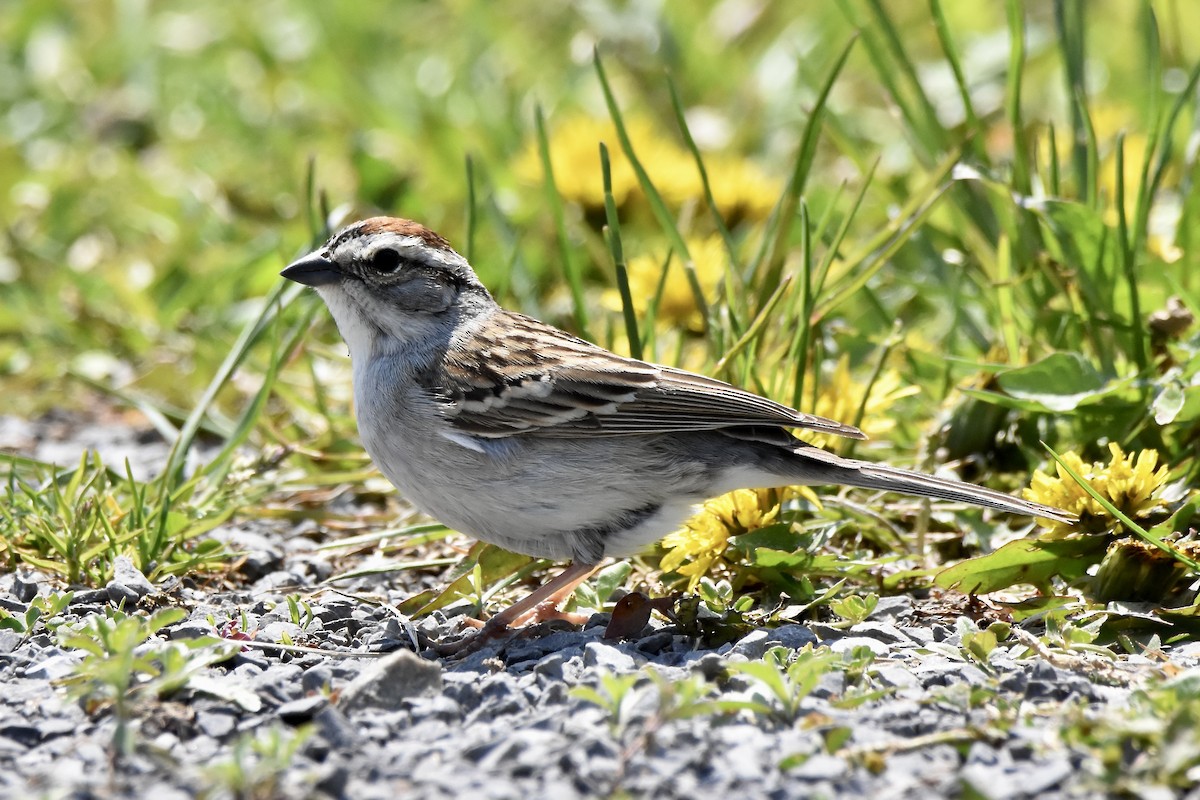 Chipping Sparrow - Benoit Goyette