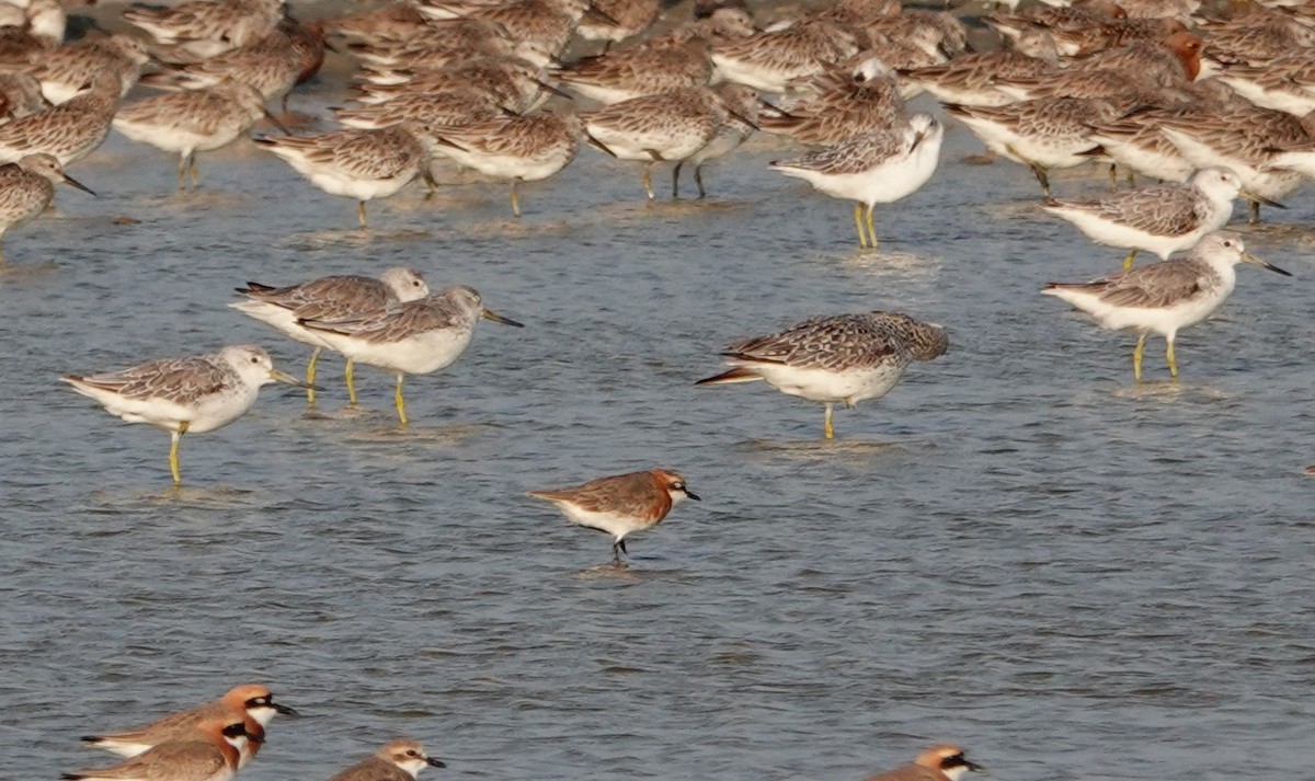 Nordmann's Greenshank - ML619157293