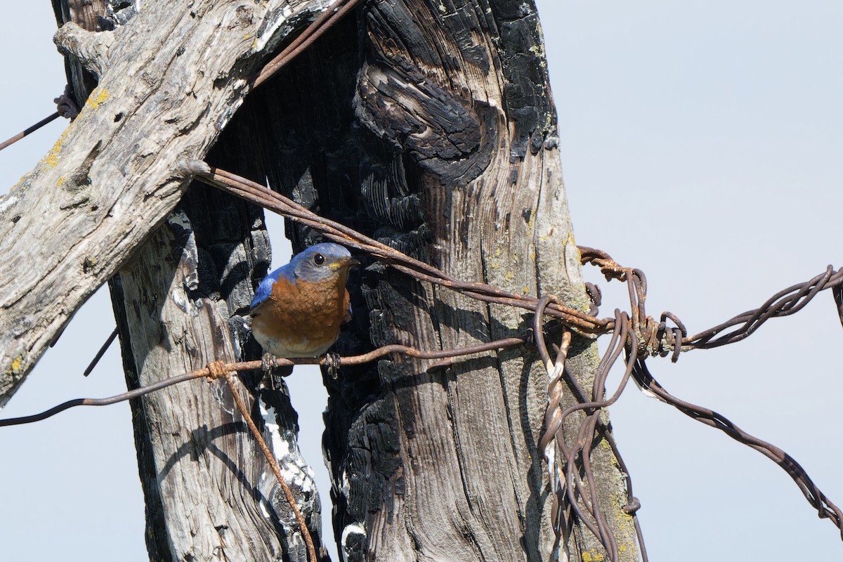 Eastern Bluebird - Garold Sneegas
