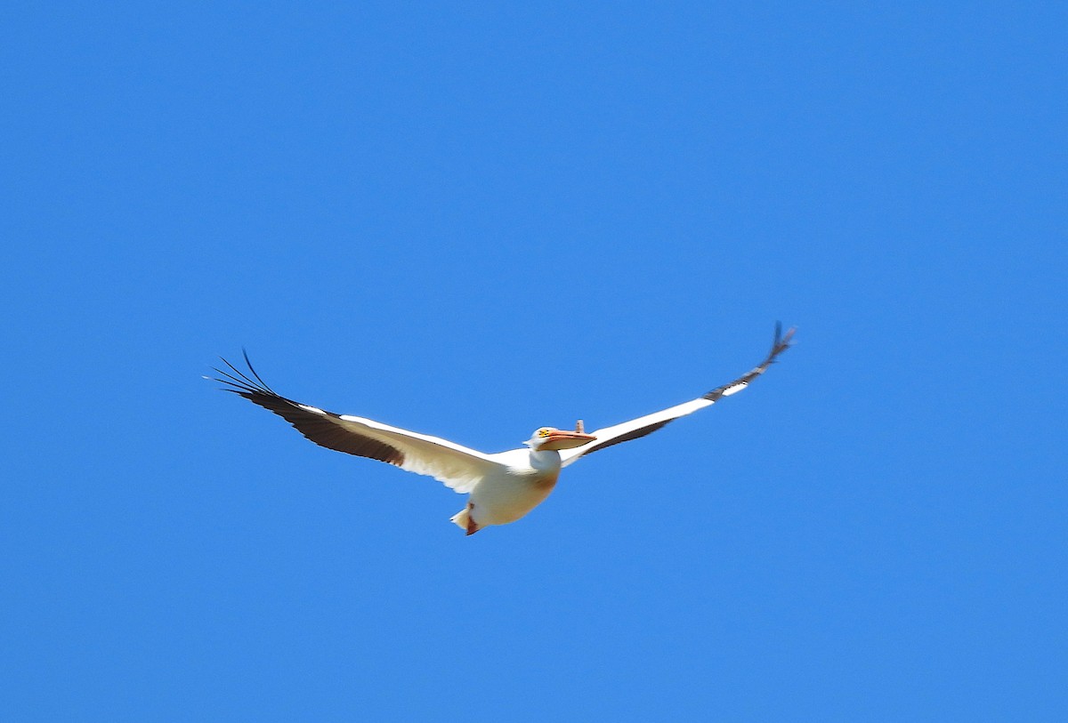 American White Pelican - Ted Floyd