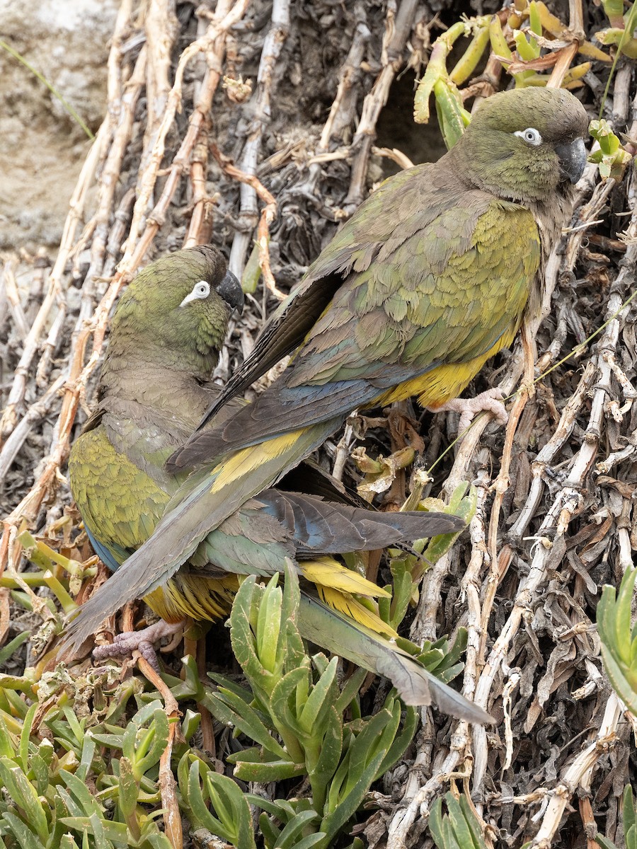 Burrowing Parakeet - ML619157376