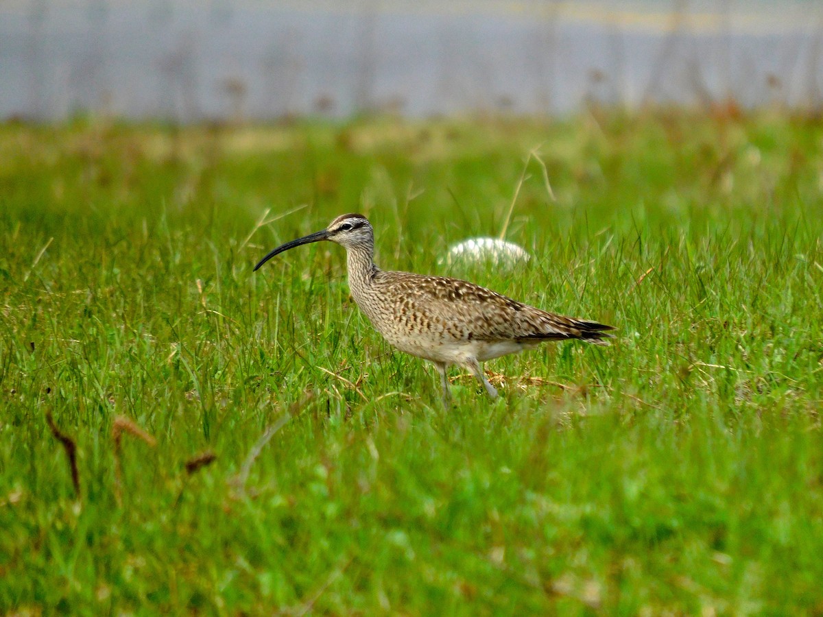 Regenbrachvogel - ML619157378