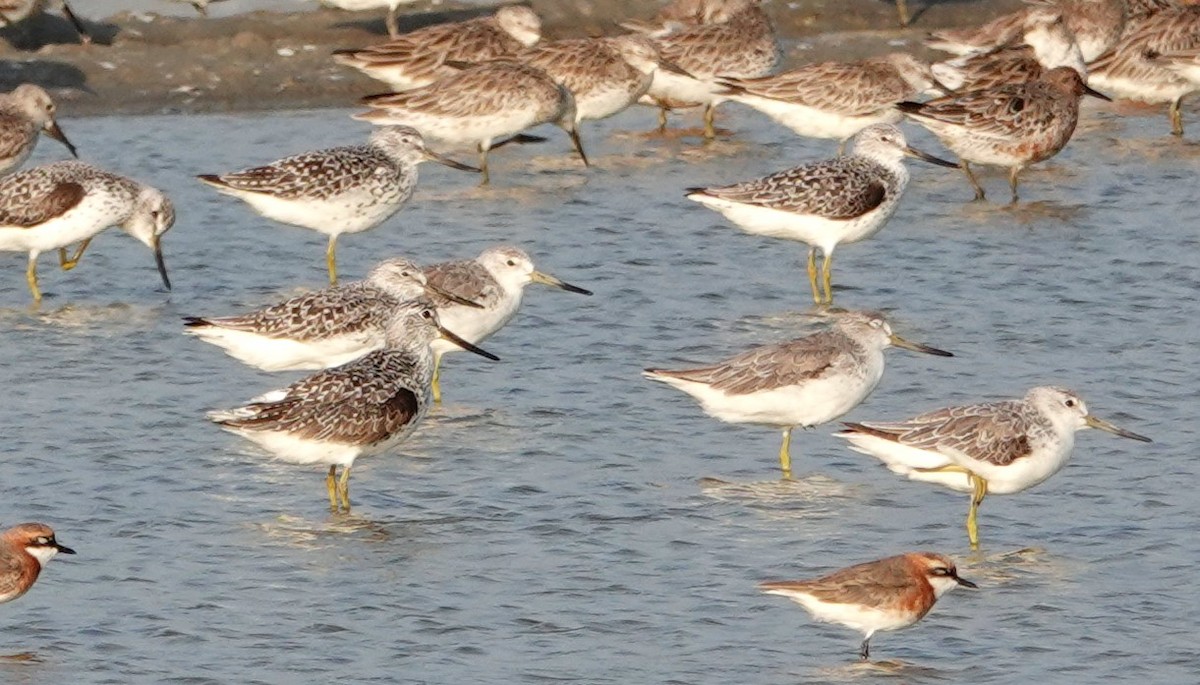 Nordmann's Greenshank - ML619157386