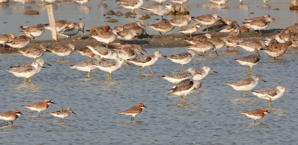 Nordmann's Greenshank - ML619157388