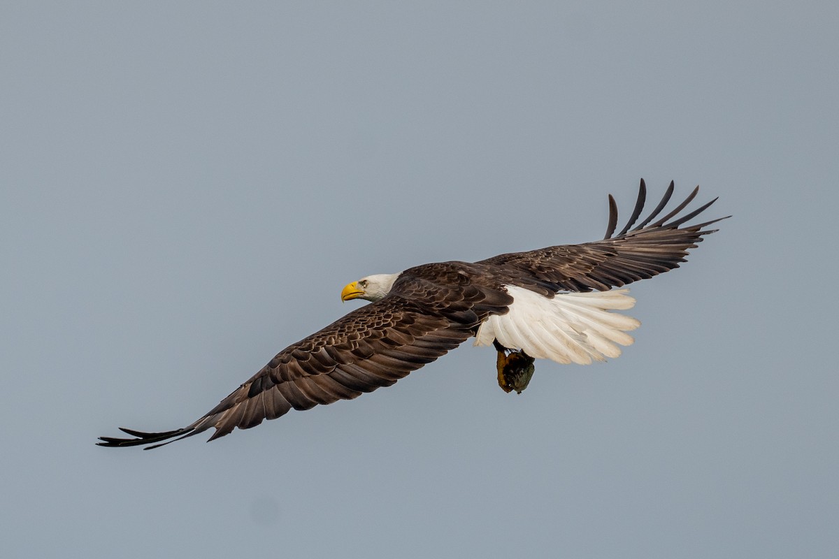 Bald Eagle - ML619157393