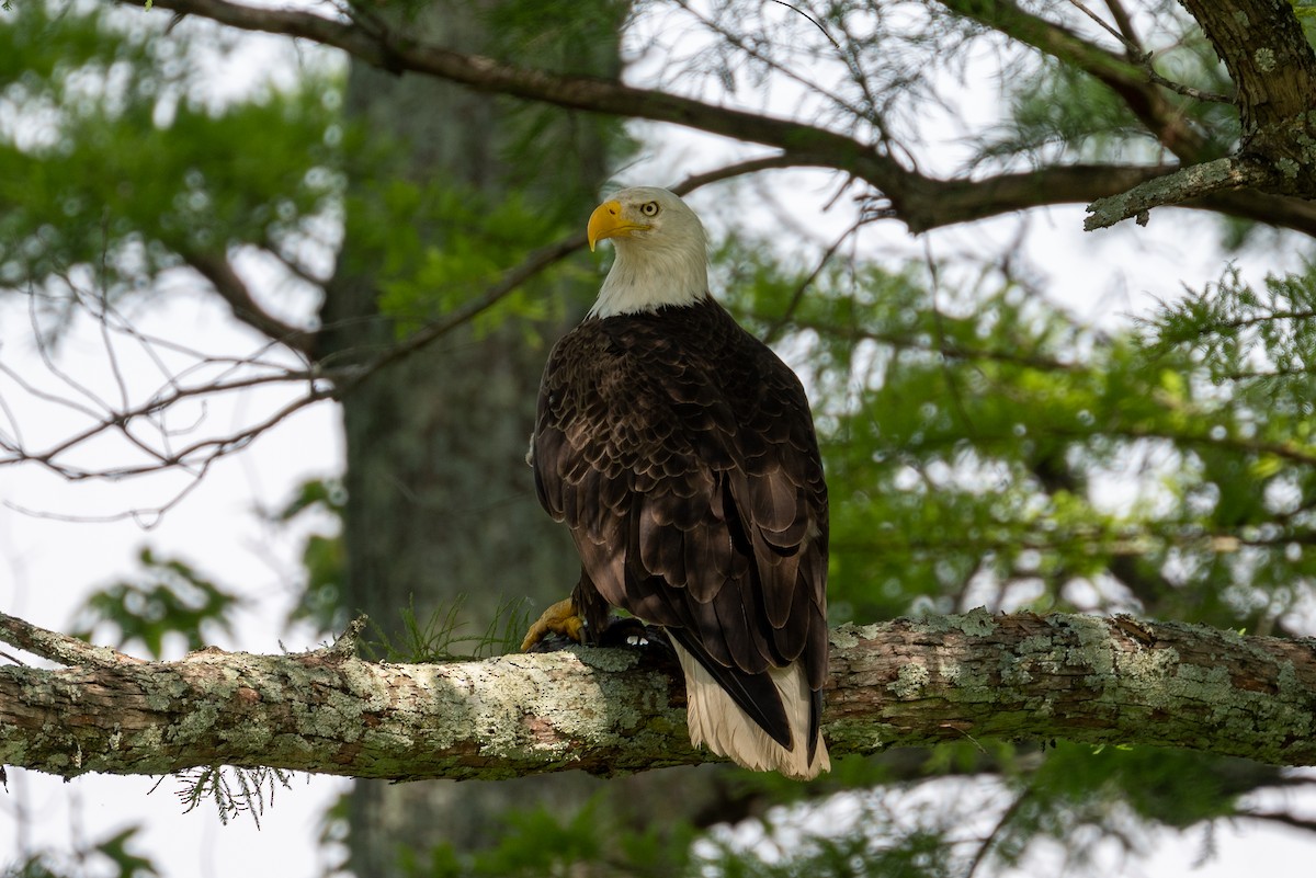 Bald Eagle - ML619157396